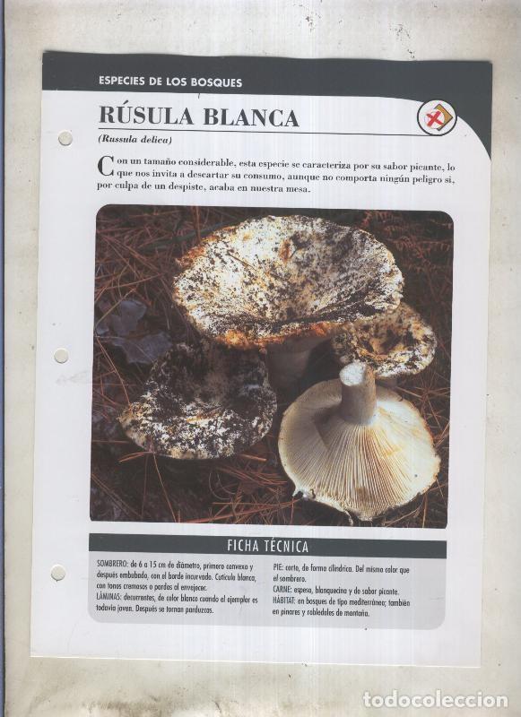 Cartoline: Bolets ficha 049: Rusula blanca (russula delica) - Varios