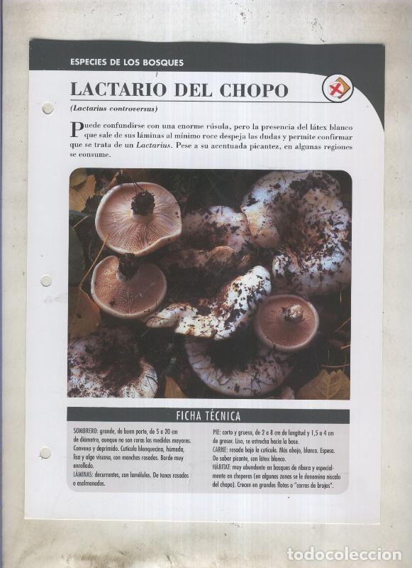 Cartoline: Bolets ficha 046: Lactario del chopo (Lactarius controversus) - Varios