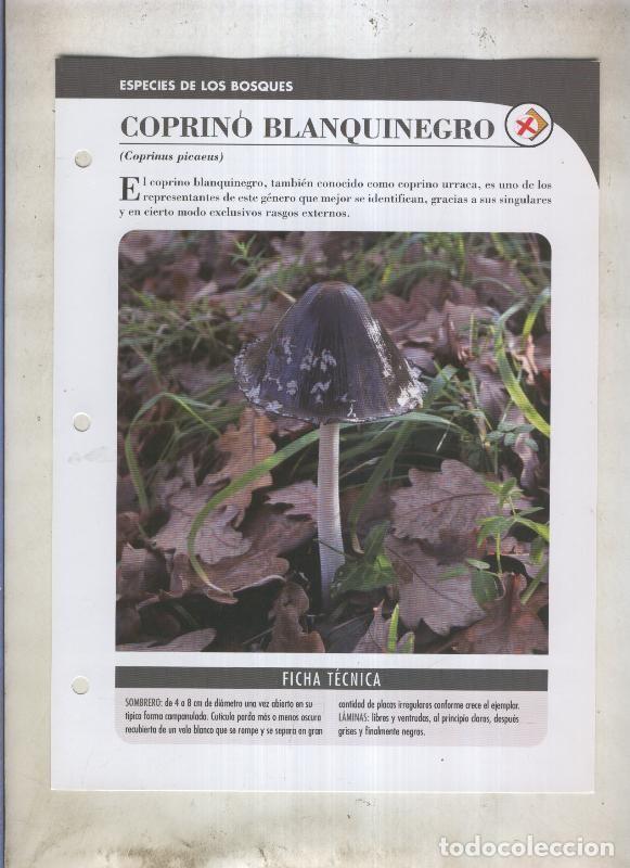 Cartoline: Bolets ficha 060: Coprino blanquinegro (Coprinus picaeus) - Varios