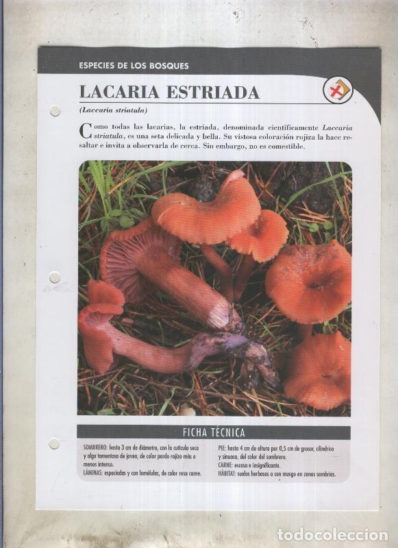 Cartoline: Bolets ficha 056: Lacaria Estriada (Laccaria striatula) - Varios
