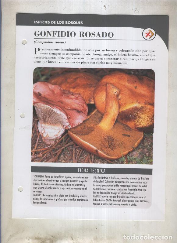 Cartoline: Bolets ficha 053: Gonfidio rosado (Gomphidius roseus) - Varios