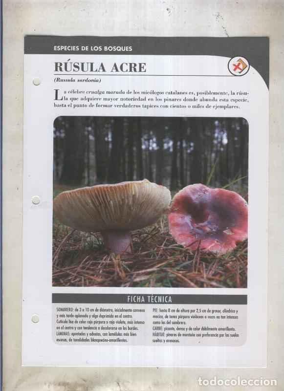 Cartoline: Bolets ficha 062: Rusula acre (russula sardonia) - Varios