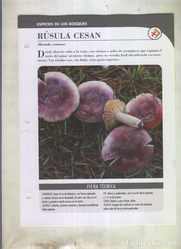 Postales: Bolets ficha 067: Rusula Cesan (Russula cessans) - Varios