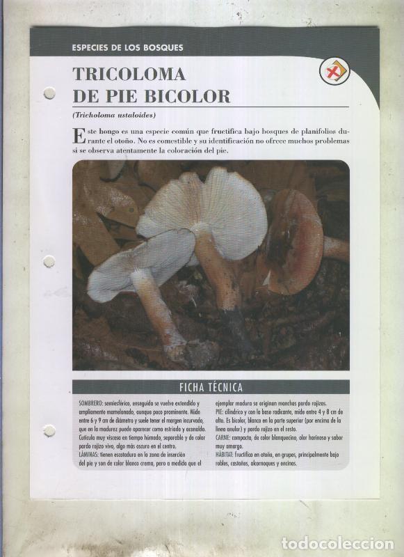 Postales: Bolets ficha 075: Tricoloma de pie bicolor (tricholoma ustaloides) - Varios