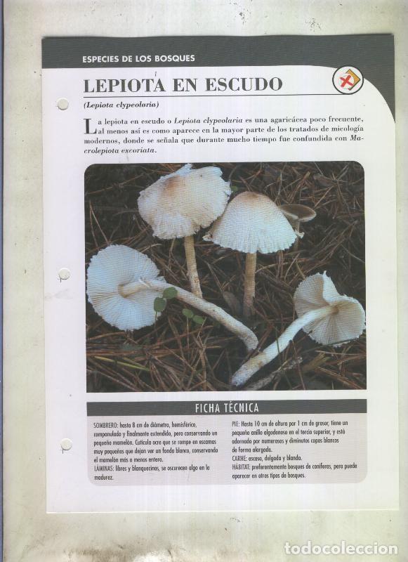 Postales: Bolets ficha 071: Lepiota en escudo (Lepiota elypeolaria) - Varios