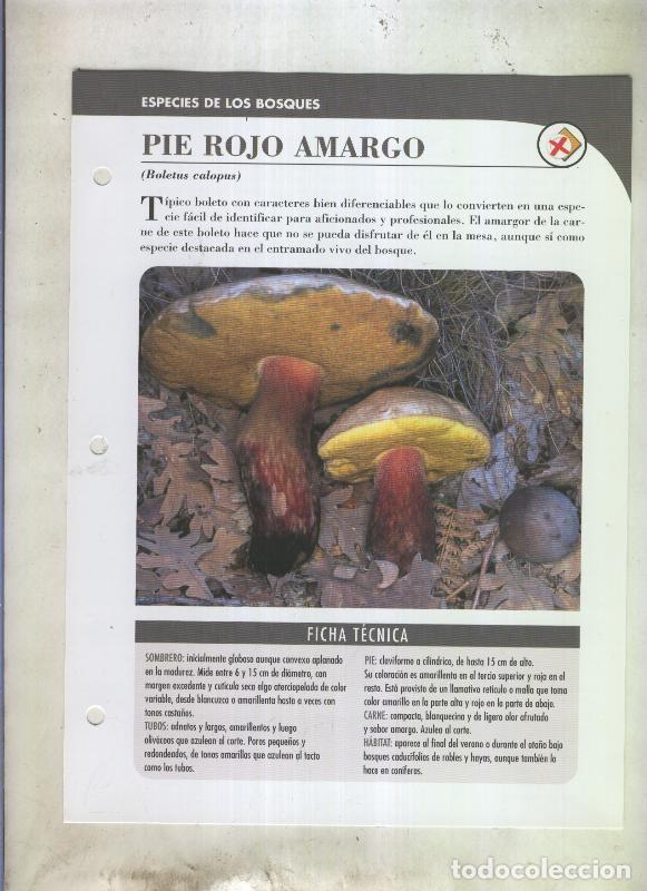 Postales: Bolets ficha 079: Piel rojo amargo (Boletus calopus) - Varios