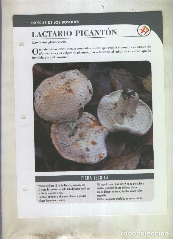 Postales: Bolets ficha 084: Lactario picanton (Lactarius glauscescens) - Varios