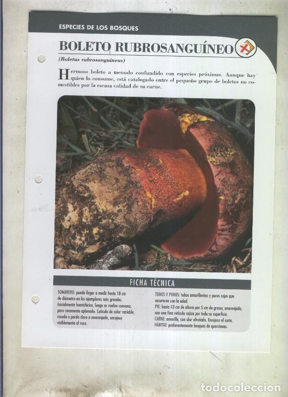 Postales: Bolets ficha 085: Boleto rubrosanguineo (Boletus rubrosanguineus) - Varios