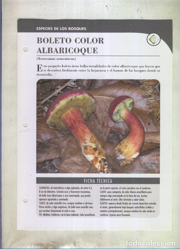 Postales: Bolets ficha 090: Boleto color albaricoque (Xerocomus armeniacus) - Varios