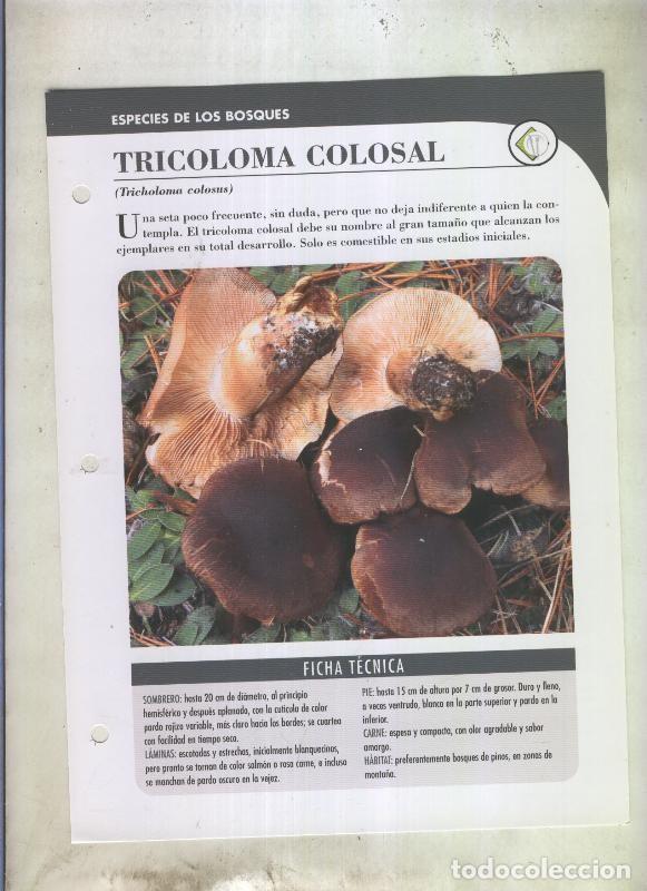 Postales: Bolets ficha 094: Tricoloma colosal (Tricholoma colosus) - Varios