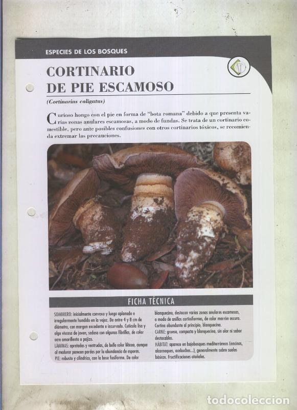 Postales: Bolets ficha 091: Cortinario de pie escamoso (cortinarius caligatus) - Varios