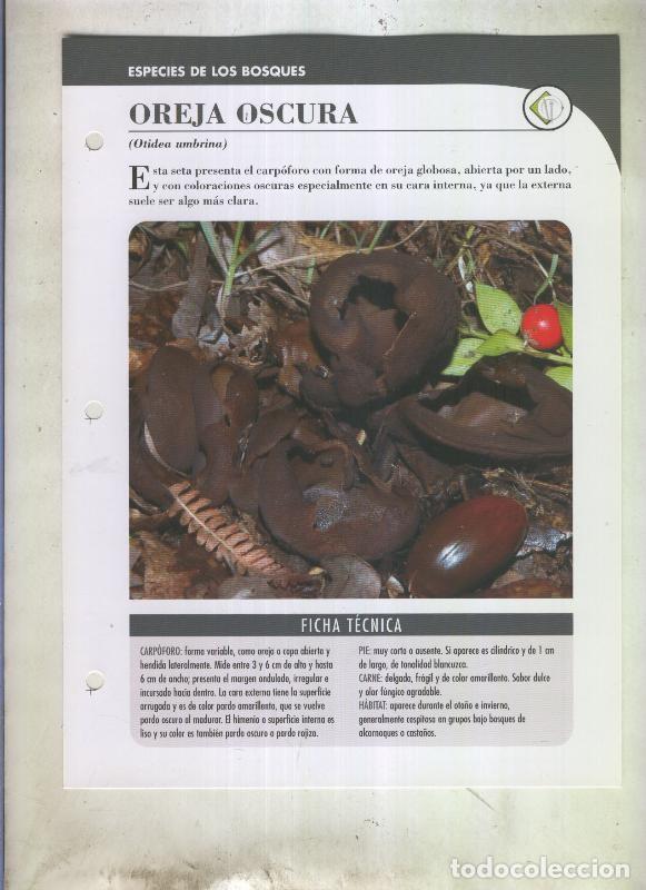 Postales: Bolets ficha 096: Oreja oscura (Otidea umbrina) - Varios
