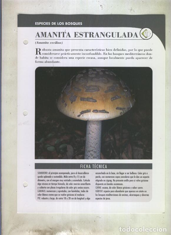 Postales: Bolets ficha 097: amanita estrangulada (amanita ceciliae) - Varios