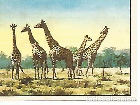 Cartes Postales: CROMO CHOCOLATES BATANGA - Album no 1 A traves de Africa. Serie I. Cromo no 6. Las jirafas - Vario