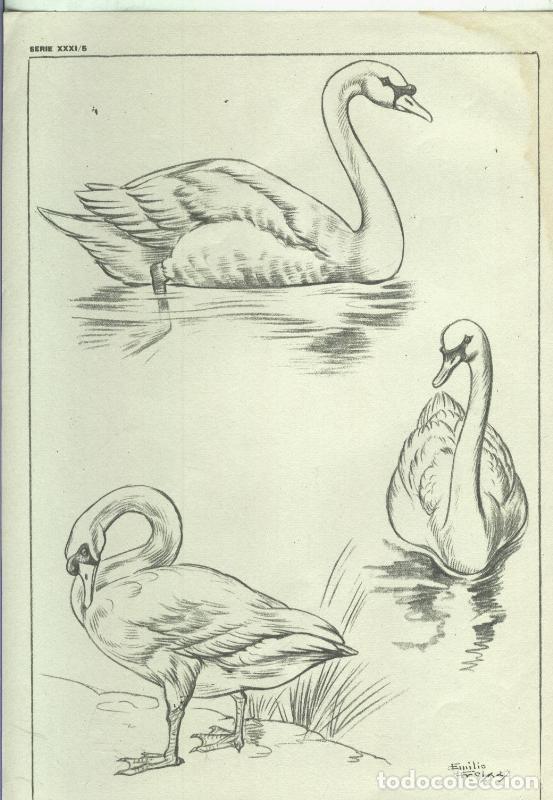 Postcards: Lamina Emilio Freixas serie XXXI numero 05:; Patos, Cisnes - Varios