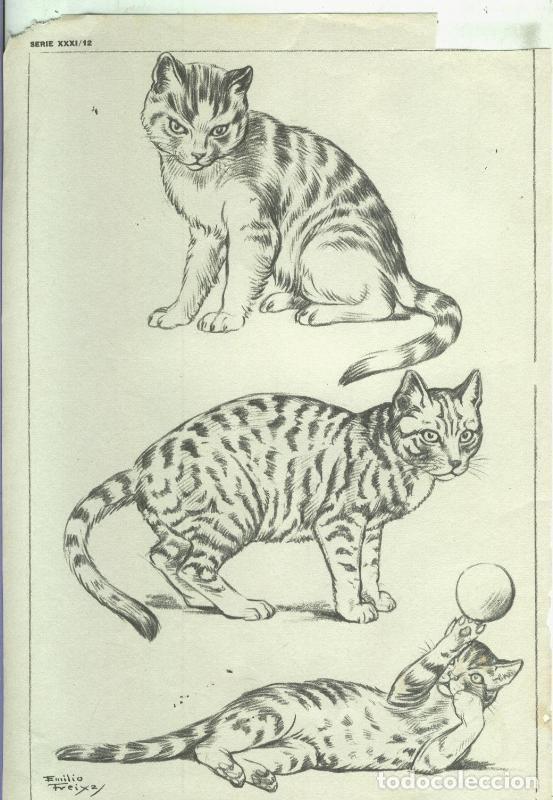 Postkarten: Lamina Emilio Freixas serie XXXI numero 12: gatos - Varios
