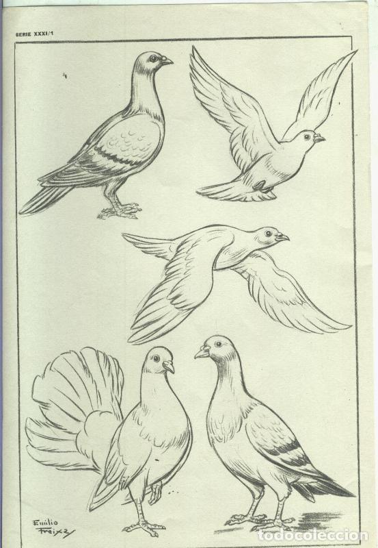 Postcards: Lamina Emilio Freixas serie XXXI numero 01: Palomas - Varios