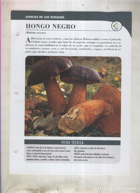 Postales: Bolets ficha 003: Hongo negro (Boletus aereus) - Varios