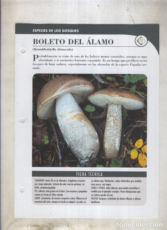 Postales: Bolets ficha 005: Boleto del alamo (Krombholziella diriuscula) - Varios