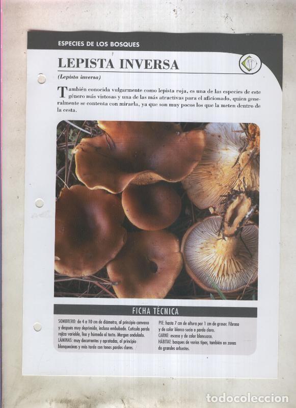 Postales: Bolets ficha 007: Lepista Inversa (Lepista inversa) - Varios