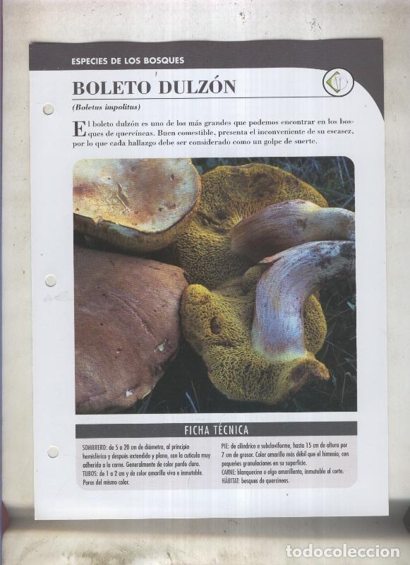 Postales: Bolets ficha 014: Boleto dulzon (Boletus impolitus) - Varios