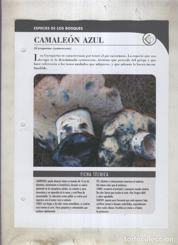 Cartoline: Bolets ficha 020: Camaleon azul (Gyrporus cyanescens) - Varios