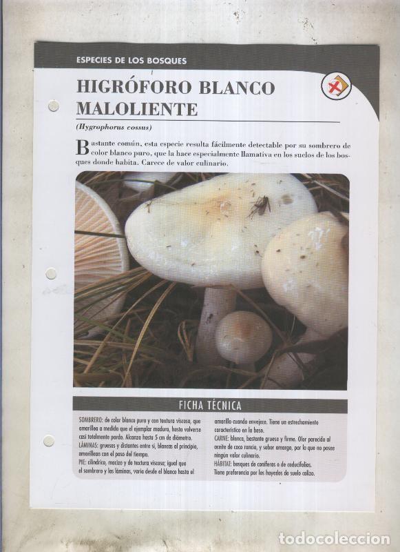 Cartoline: Bolets ficha 027: Higroforo blanco maloliente (Hygrophorus cossus) - Varios