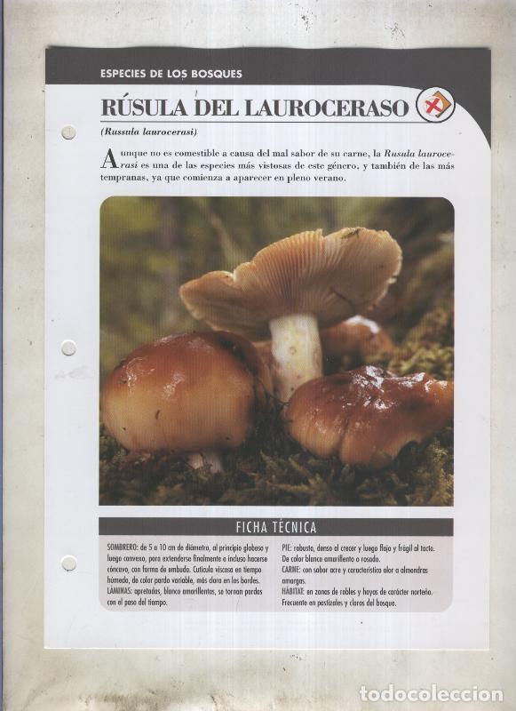 Cartoline: Bolets ficha 033: Rusula del lauroceraso (russula laurocerasi) - Varios