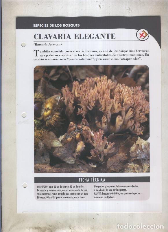 Cartoline: Bolets ficha 039: Clavaria elegante (Ramaria formosa) - Varios