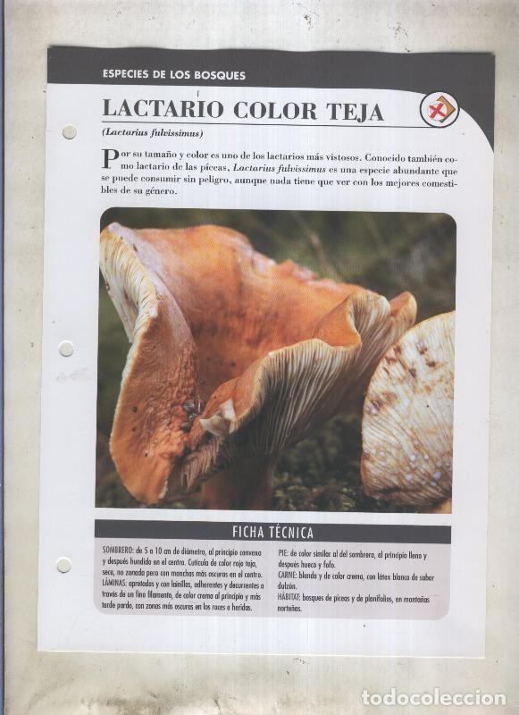 Cartoline: Bolets ficha 038: Lactario color teja (Lactarius fulvissimus) - Varios