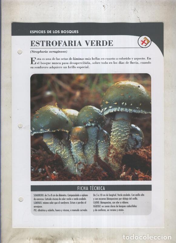 Cartoline: Bolets ficha 047: Estrofaria verde (Stropharia aeruginosa) - Varios