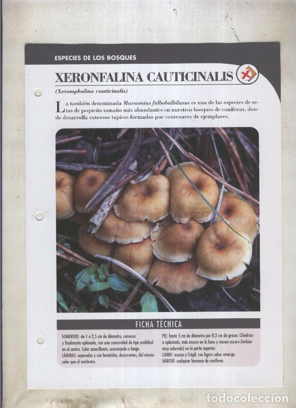 Cartoline: Bolets ficha 063: Xeronfalina cauticinalis (xeromphalina cauticinalis) - Varios