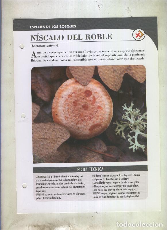 Postales: Bolets ficha 070: Niscalo del roble (Lactarius quietus) - Varios