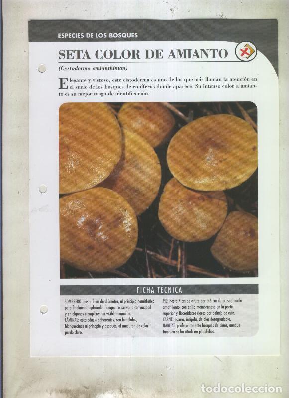 Postales: Bolets ficha 077: Seta color de amianto (Cystoderma amianthinum) - Varios