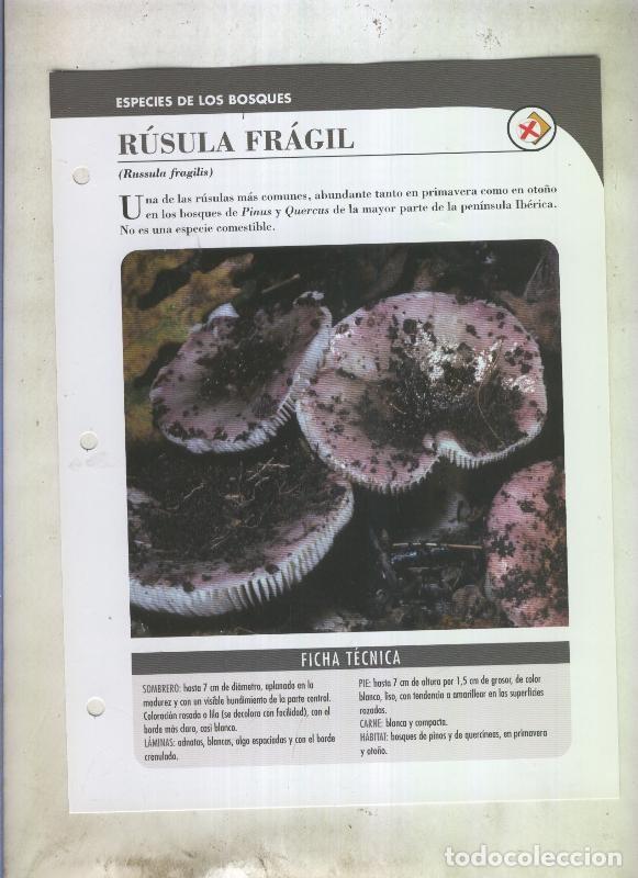 Postales: Bolets ficha 082: Rusula fragil (Russula fragilis) - Varios