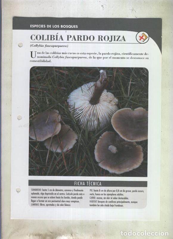 Postales: Bolets ficha 087: Colibia pardo rojiza (Collybia fuscopurpurea) - Varios