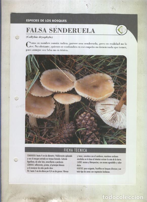 Postales: Bolets ficha 101: Falsa senderuela (Collybia dryophyla) - Varios