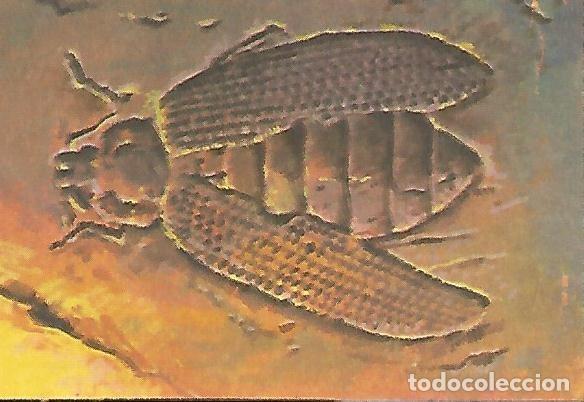 Postales: CROMO BIMBO - El Libro de las Adivinanzas no 173 - Vidas prehistoricas - Varios