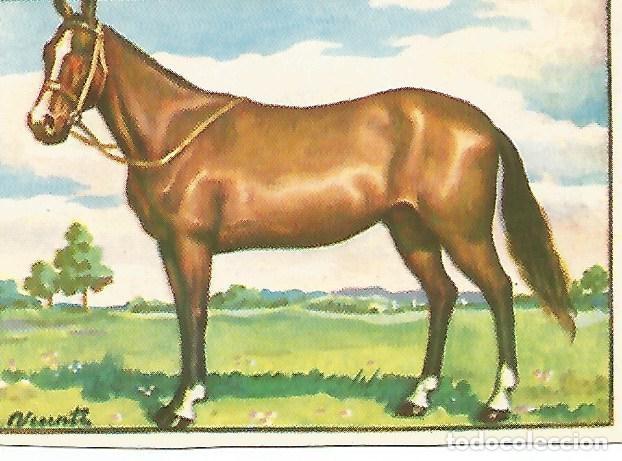 Cartes Postales: CROMO HISTORIA NATURAL -Album II. no 404. Caballo - Varios