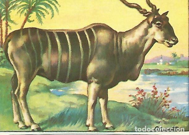 Cartes Postales: CROMO HISTORIA NATURAL -Album II. no 460. Alce - Varios