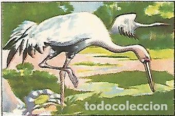 Postcards: CROMO CHOCOLATES JUNCOSA - no 608. Grulla - Varios