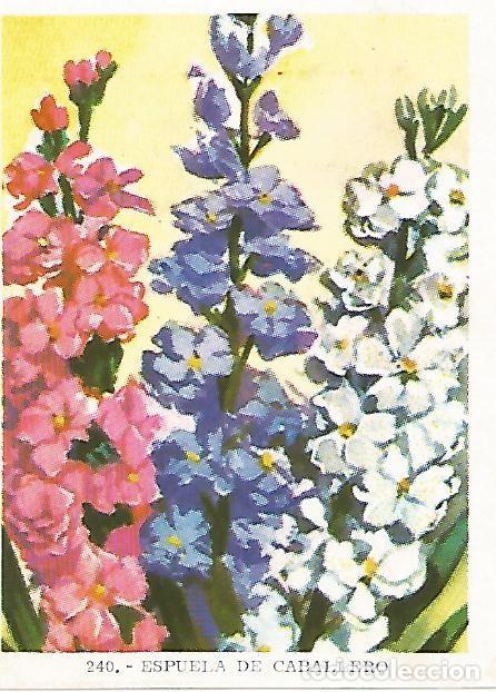 Postales: CROMO no 240. Espuela de Caballero - Varios