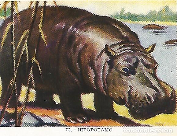 Postales: CROMO no 72. Hipopotamo - Varios