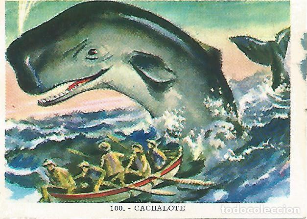 Postales: CROMO no 100. Cachalote - Varios