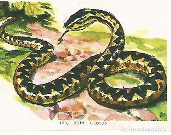 Postales: CROMO no 189. Aspid comun - Varios