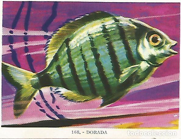Postales: CROMO no 168. Dorada - Varios