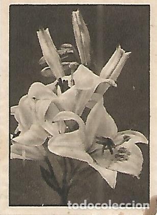 Cartes Postales: CROMO 0027 GALLINA BLANCA 2o ALBUM. Serie 11 Flores. Numero 4 Lirios - Varios