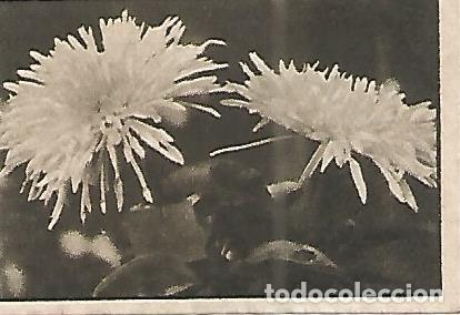 Cartes Postales: CROMO 0034 GALLINA BLANCA 2o ALBUM. Serie 12 Flores. Numero 11 Crisantemos - Varios