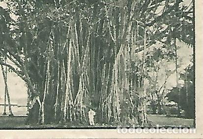 Postais: CROMO 00208 GALLINA BLANCA 2o ALBUM. Serie 85 Indonesia. Numero 5 - Varios