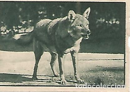 Postkarten: CROMO 00224 GALLINA BLANCA 2o ALBUM. Serie 94 Parque zoologico de Barcelona. Numero 6 Chacal - Vario